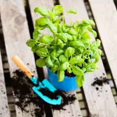 Frischer Basilikum im Garten, bereit zum Einpflanzen. Eine kleine Schaufel liegt daneben in der Erde.