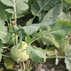 Nahaufnahme von zwei hellgrünen Kohlrabi-Pflanzen, die im Boden wachsen, umgeben von großen, grünen Blättern.
