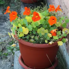 Grosse Kapuzinerkresse in einem braunen Topf, leuchtend orange Blüten und grüne Blätter, neben einer Ziegelwand.