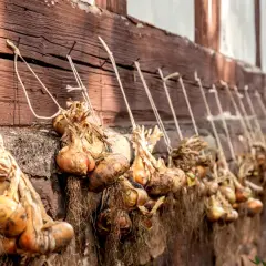 Zwiebeln lagern: Bündel von getrockneten Zwiebeln hängen an einer Holzwand, bereit für die Lagerung.