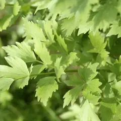 Nahaufnahme von grünen, gezackten Blättern des Maggikrauts. Der ideale Maggikraut Standort ist sonnig bis halbschattig.