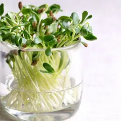 Frische Sprossen ziehen in einem Glas. Zarte grüne Blätter und weiße Wurzeln wachsen im Wasser.