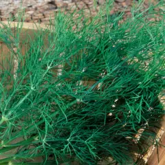 Frischer Dill in einem Holzkörbchen. So schneidet man Dill: die feinen grünen Zweige sind bereit für die Küche.