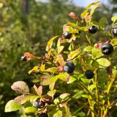 Reife Blaubeeren am Strauch. Der ideale Blaubeeren Standort im Wald, sonnig und mit Moos bewachsen.