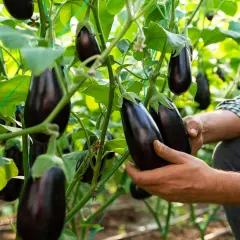 Hände prüfen reife Auberginen an der Pflanze. Die Erntezeit für das Aubergine pflanzen ist gekommen.