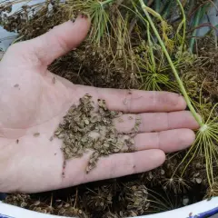 Hand holding dill seeds, ready for planting. This dill is winterhart, ensuring a harvest even in colder months.