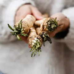 Hände halten frisch geerntete Meerrettichpflanzen mit grünen Blättern.