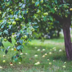 Ein Apfelbaum mit vielen grünen Äpfeln und einigen auf dem Gras liegend. Ein schöner Anblick, der an das Pflanzen eines Apfelbaums erinnert.
