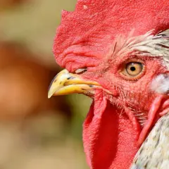 Nahaufnahme eines Hahns mit rotem Kamm. Achten Sie auf Anzeichen von Vogelgrippe bei Hühnern, wie z.B. Lethargie oder Atemprobleme.