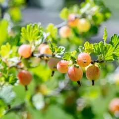 Reife Stachelbeeren hängen an einem sonnenbeschienenen Zweig. Der ideale stachelbeere standort ist sonnig und geschützt.