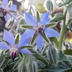 Blaue Borretschblüten mit behaarten Blättern und Knospen. Eine Biene sammelt Nektar. Der ideale borretsch standort ist sonnig.