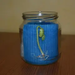 Ein grüner Keimling mit Wurzeln wächst in einem Glas, umgeben von blauem Schaumstoff. Ein schönes Beispiel, um Bohnen keimen lassen im Glas zu beobachten.