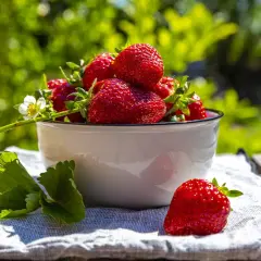Frisch geerntete Erdbeeren in einer Schüssel, ein Zeichen für die gute Pflege der Erdbeerpflanzen.