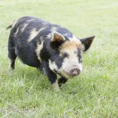 Ein geflecktes Kune Kune Schwein trottet über eine grüne Wiese. Die Haltung dieser freundlichen Tiere ist ein Genuss.