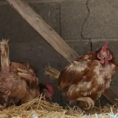 Zwei Hühner im Stall, eines mit sichtbarem Federverlust, das andere mit Blick zur Kamera. Das Huhn mauserte gerade sein Gefieder.