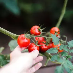 Hand reaches out to pick ripe red tomatoes from the vine.