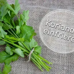 Frischer Koriander, gebündelt und bereit zum Einfrieren. So bewahren Sie das Aroma für später.