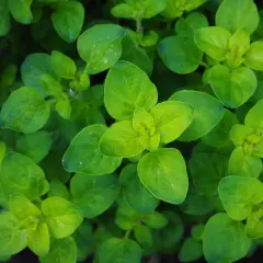 Nahaufnahme von frisch grünen **oregano pflanzen** mit vielen kleinen Blättern, die sich in der Sonne wärmen.