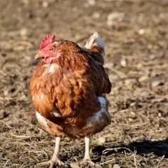 Ein braunes Huhn steht auf trockenem Boden. Es hat eine rote Kamm und eine weiße Schwanzfeder. Dieses leukose huhn sucht nach Futter.