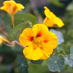 Leuchtend gelbe Kapuzinerkresse-Blüten mit roten Streifen, die sich an einem sonnigen Standort entfalten.