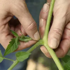 Hände entfernen einen Geiztrieb von einer Paprikapflanze, um das Wachstum zu fördern.