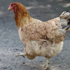 Ein braunes Huhn der Rasse Rhode Island Red stolziert über den Boden.