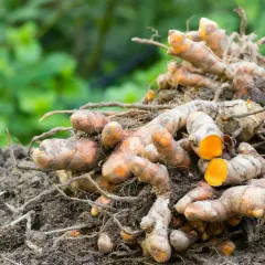 Frisch geerntete Kurkumawurzeln liegen auf der Erde. Die leuchtend orangefarbene Schnittfläche der Kurkumapflanze verrät ihr Potenzial.