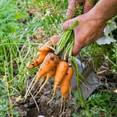 Hände ernten frische Karotten aus dem Beet. Der ideale Zeitpunkt, wann Karotten ernten, ist jetzt!