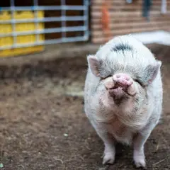 Ein süßes Schwein mit rosa Schnauze und struppigem Fell, das zeigt, wie schön es sein kann, **Schweine privat halten** zu können.