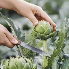 Hände ernten frische Artischocken auf dem Feld. Hier wachsen Artischocken, bereit für die Küche.