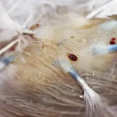 Nahaufnahme von federlingen, die sich auf der Haut eines Huhns befinden. Kleine rote und braune Parasiten krabbeln zwischen den Federn.