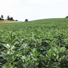 Ein weites Feld mit jungen Bohnenpflanzen, die sich im Vordergrund dicht aneinanderreihen. Im Hintergrund erstreckt sich eine grüne Hügellandschaft unter einem hellen Himmel.