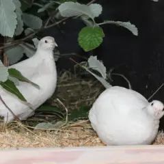 Zwei weiße wachteln halten sich in einem Gehege mit Zweigen und Stroh auf.