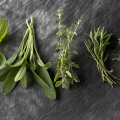 Frische Kräuter: Basilikum, Salbei, Majoran, Thymian und Oregano. Der Unterschied zwischen Thymian, Majoran und Oregano ist in ihren Blättern und Stängeln sichtbar.