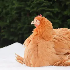 Ein orangefarbenes Huhn sitzt im Schnee. Es könnte einen Vitamin B Mangel haben, da sein Gefieder etwas struppig wirkt.