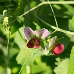 Zuckererbsenblüten in Rosa und Rot, umgeben von grünen Blättern. Manche Pflanzen sind eben schlechte Nachbarn für andere.