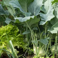 Ein bunter Gemüsegarten mit knackigem Salat, Kohlrabi und Lauch. Diese Mischkultur verspricht eine reiche Ernte.