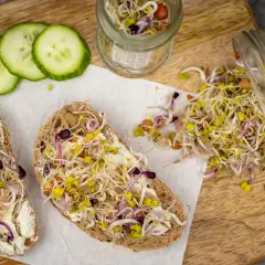 Zwei Brotscheiben mit Frischkäse und bunten Sprossen, die an das Ziehen von Bockshornklee sprossen erinnern. Daneben Gurkenscheiben und ein Glas mit Sprossen.