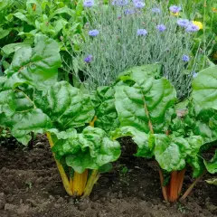 Reihe von bunten Mangold-Pflanzen mit roten und gelben Stielen, umgeben von grünen Blättern und blauen Kornblumen.