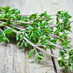 Frischer Thymian, gerade geerntet, liegt auf rustikalem Holz. Ein Bündel duftender Kräuter, bereit für die Küche.