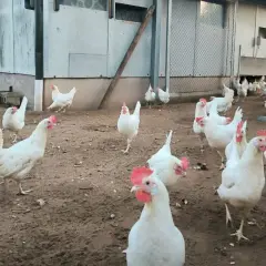 Weiße Hühner auf einem schmutzigen Hof, einige sind im Freien, andere im Stall. Die **Vogelgrippe Stallpflicht** könnte der Grund sein, warum einige Hühner drinnen sind.