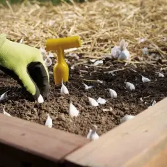 Gärtner setzt eine Knoblauchzehe in die Erde. Ein gelbes Werkzeug liegt daneben.