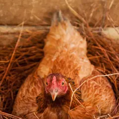 Ein braunes Huhn liegt im Nest aus Stroh und Zweigen. Es schaut direkt in die Kamera.