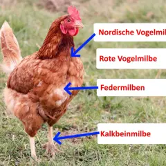 Braunes Huhn mit Pfeilen, die auf verschiedene Arten von Milben hinweisen, wie z.B. die rote Vogelmilbe, die das Huhn befallen kann.
