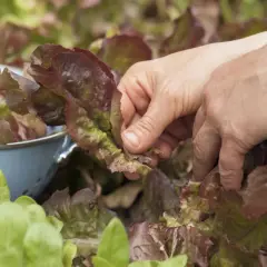 Hände ernten roten Kopfsalat. Frische Blätter landen in einem blauen Sieb, bereit für den Salat.