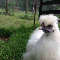 Ein flauschiges, weißes Zwerghuhn mit auffälliger Federhaube blickt neugierig in die Kamera. Es steht auf einer grünen Wiese.