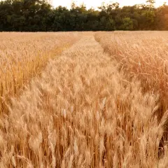 Ein Feld voller goldener Ähren, die sich im Sonnenlicht wiegen. Der Weg durch den **durum weizen** verspricht eine reiche Ernte.
