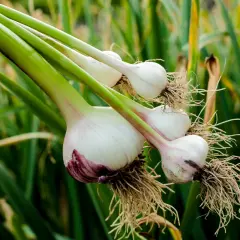 Frisch geernteter Knoblauch aus dem Supermarkt, bereit zum Pflanzen. Die weißen Zwiebeln mit ihren feinen Wurzeln hängen an grünen Stielen.
