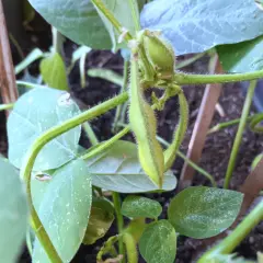 Nahaufnahme einer jungen Edamame-Pflanze mit grünen Schoten und behaarten Stielen.