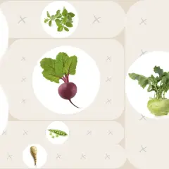 Rote Bete, Kohlrabi und Kohlköpfe als Nachbarn im Gemüsebeet. Daneben Erbsen, Petersilienwurzel und Kräuter.